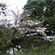 平安神宮の桜7