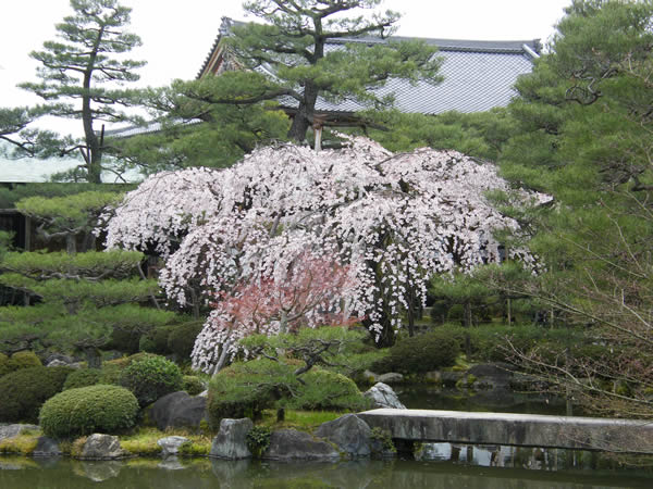 平安神宮の桜