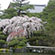 平安神宮の桜9