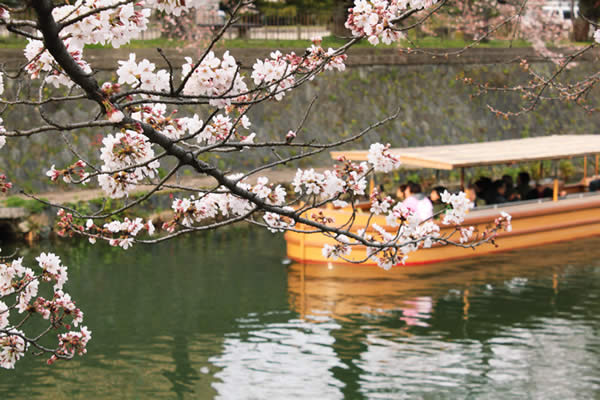 岡崎疏水の桜