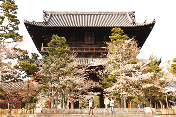 金戒光明寺の桜