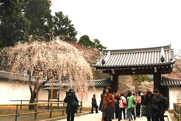 醍醐寺の桜