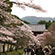 醍醐寺の桜3