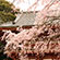 醍醐寺の桜5