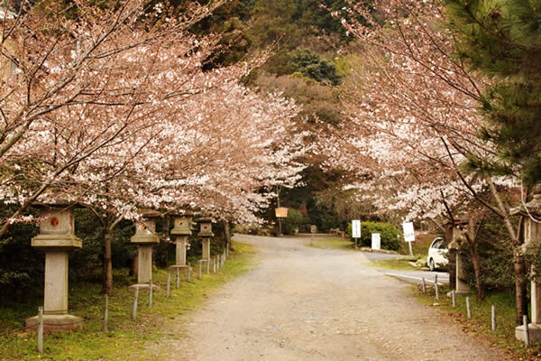 大石神社の桜