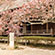 毘沙門堂の桜5