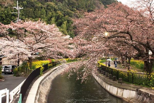 山科疏水の桜