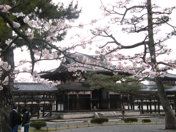 平等院の桜