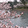 宇治川・宇治公園の桜3