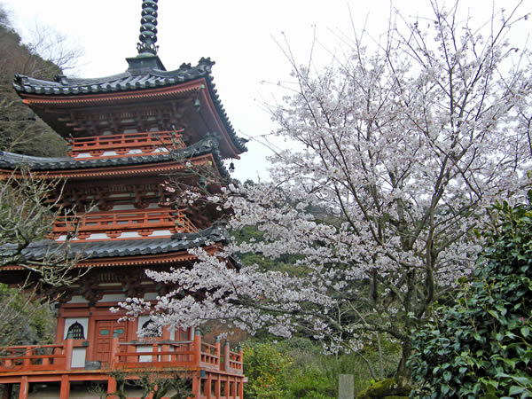 三室戸寺の桜