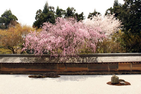 龍安寺の桜