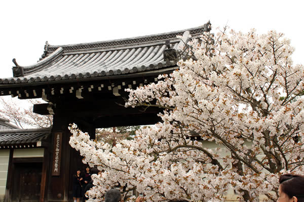 仁和寺の桜