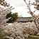 仁和寺の桜10