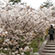 仁和寺の桜4