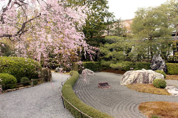 退蔵院の桜