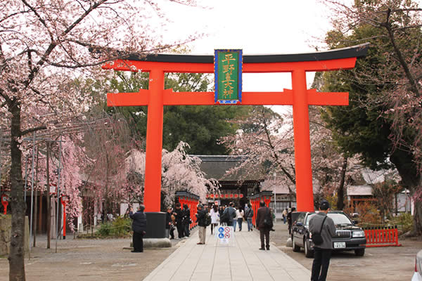 平野神社の桜