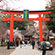 平野神社の桜1