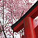 平野神社の桜4