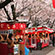 平野神社の桜7