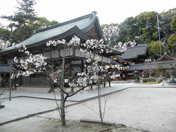 今宮神社の桜