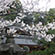 今宮神社の桜3
