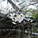 今宮神社の桜6