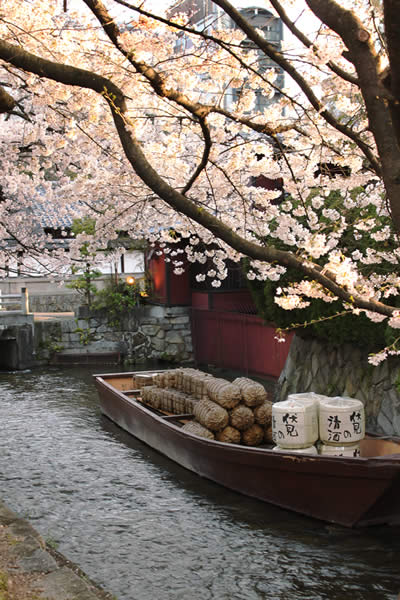 木屋町二条の桜