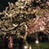 二条城の桜8