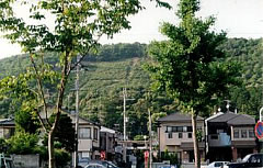 北山通の高野川堤防付近の写真