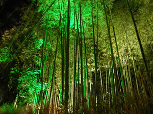 竹林の小径の写真2