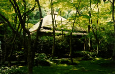 祇王寺の写真