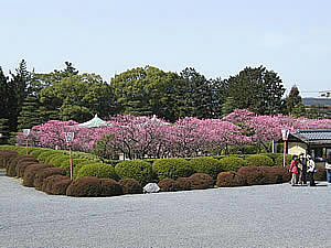 小野梅園の写真