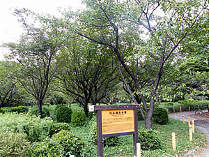 桜品種見本園の写真