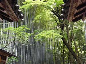 地蔵院(竹の寺)3