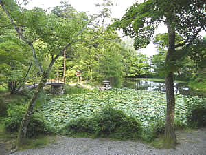 鯉沢池の写真