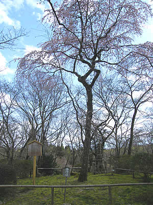 西行桜の写真