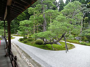 鶴島の五葉松の写真