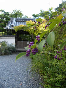 正覚寺の紫式部の写真