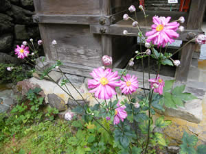 貴船神社の貴船菊の写真