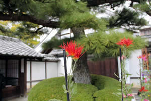 大覚寺の嵯峨菊の写真