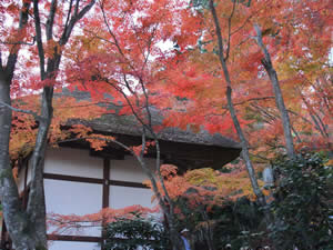 常寂光寺の紅葉の写真