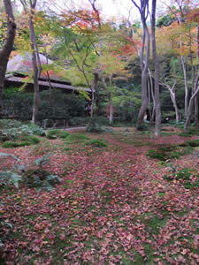 祇王寺の紅葉の写真