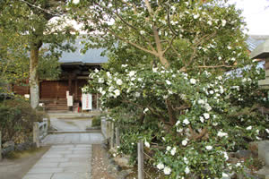 神光院の山茶花の写真