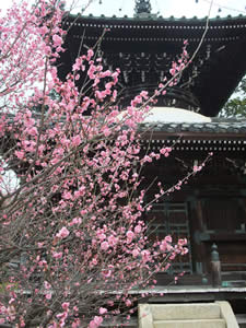 清涼寺の梅の写真
