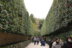 銀閣寺の椿の写真