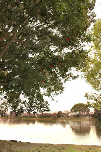 大沢池の椿の写真