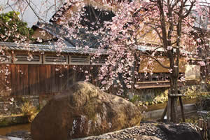 祇園白川の桜の写真
