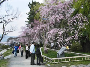 賀茂川の桜の写真