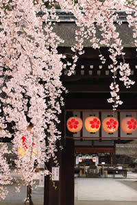 平野神社の桜の写真