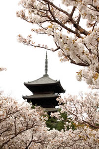 仁和寺の桜の写真